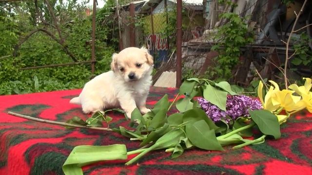 Чихуахуа длинношерстный кремовый смотреть онлайн