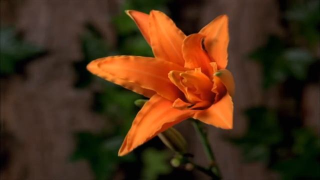 Timelapse . Интервальная съемка . Лилии,лилейник смотреть онлайн