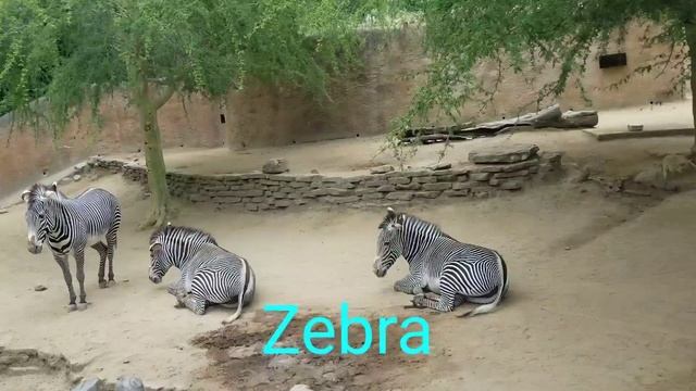 Learn zoo animals for kids[girafffe, chimpanzee, elephant, gorilla, kangaroo, zebra and flamingo] смотреть онлайн