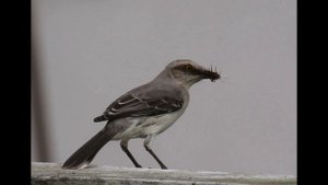 Тропический пересмешник Mimus gilvus