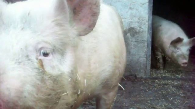 Сельские поросята, кабанчики видео ( поросята на выгуле )