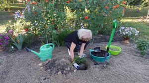 БАРБАРИС ТУНБЕРГА. Как правильно посадить барбарис тунберга