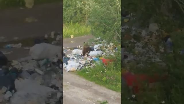 Медведи в районе заводских дач под Ухтой