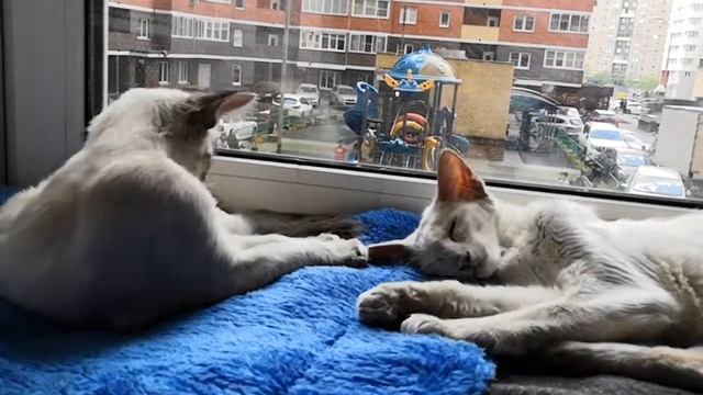 Кошки балинезы смотреть онлайн