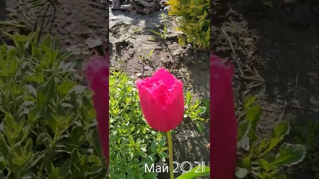 Любимая дача в мае смотреть онлайн