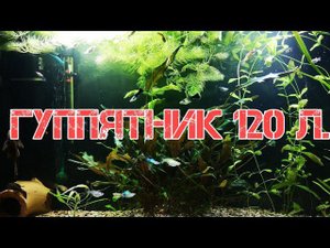АКВАРИУМ ДЛЯ ГУППИ НА 120 ЛИТРОВ
