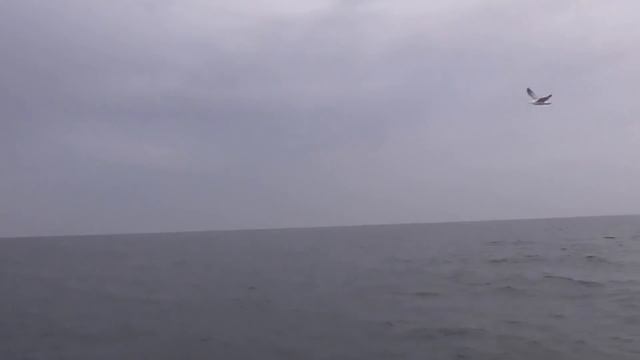 Морская рыбалка. Б-Днестровская банка. 09.11.16 смотреть онлайн