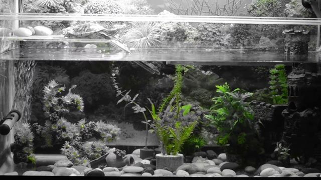 Nikon D5100 смотреть онлайн