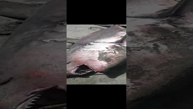 Акулааа#людоед#