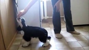 Щенки  американского кокер спаниеля Продаются!