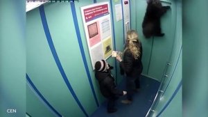 Питер. В лифте подвесило собаку.