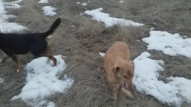 Весна пришла))) Выпас коз... смотреть онлайн