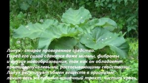 ?Лечение Соком Лопуха?