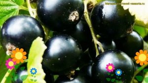 Смородина черная Грация. Краткий обзор, описание характеристик ribes nigrum Graciya
