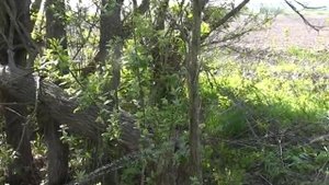 ловля соловья и славки