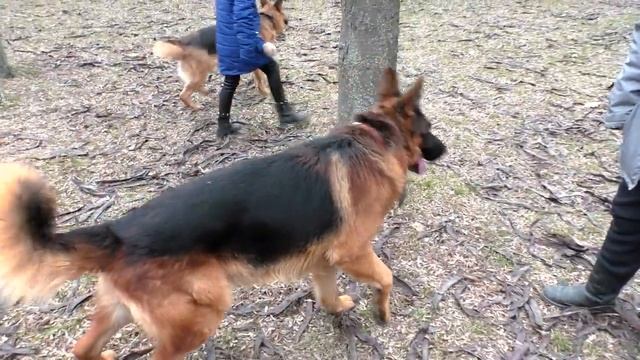 Красивые Немецкие Овчарки Райд и Розалинда. Beautiful German Shepherd Dogs Raid and Rosalind.