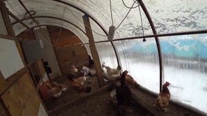 Куры порода Дакан, Феникс и Загорские ласосевые 1