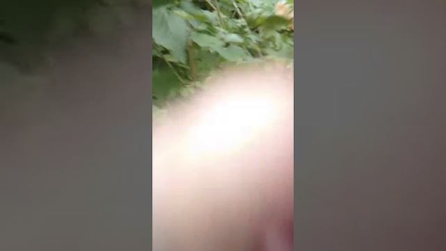 short-сбор белой смородины2