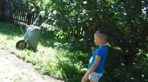 Лучший сорт груши Ю.Лотенкова в Сибири.