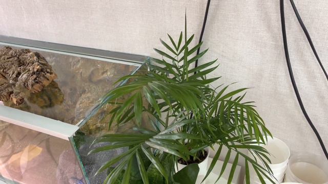 31.12.2022 Хлопоты на Цветочной Кухне 😃 смотреть онлайн