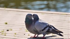 Как прекрасен этот мир. (красивый клип)