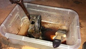 Удаление нагара и масляных отложений старого поршня обычной химией