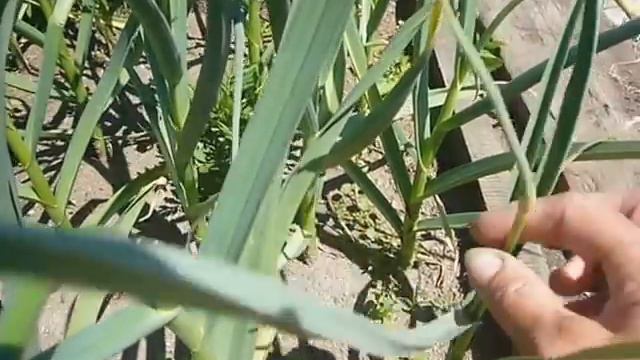 о чесноке,25 июня смотреть онлайн