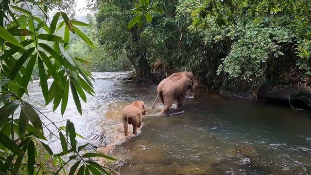 🐘La VERDAD sobre los Elefantes | Mini Documental смотреть онлайн