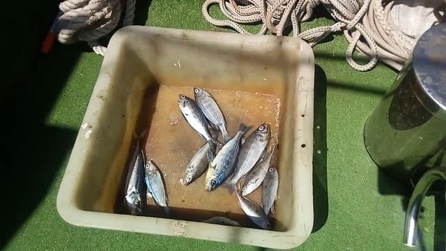 Рыбалка на Черном море близ Анапы