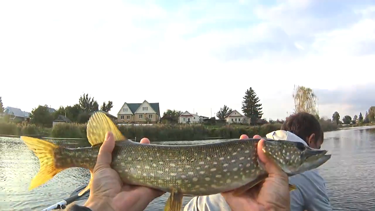 Щука такое вытворяет. ВОТ ЭТО СВЕЧКА . В поисках трофея. смотреть онлайн