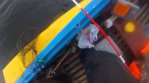 Чехонь на бомбарду осень 2020