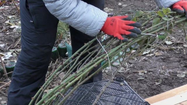 Готовим розы к зиме ? Укрываем и подкармливаем смотреть онлайн