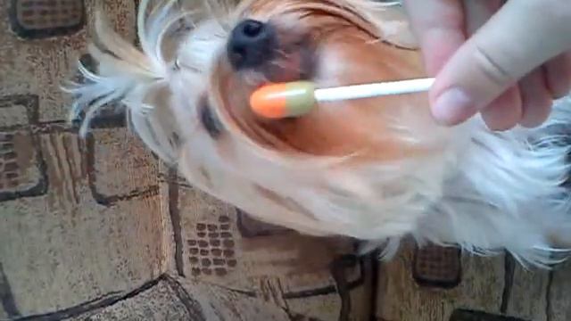 Сладкая жизнь смотреть онлайн