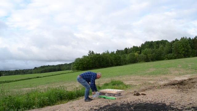 ТОПЧЕМСЯ НА МЕСТЕ НО ЛЕТИМ. Новости с дачного участка.Обзор теплицы новой. смотреть онлайн