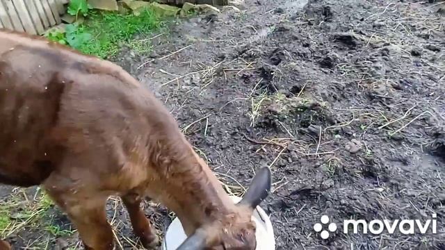 Как отучить теленка сосать корову???