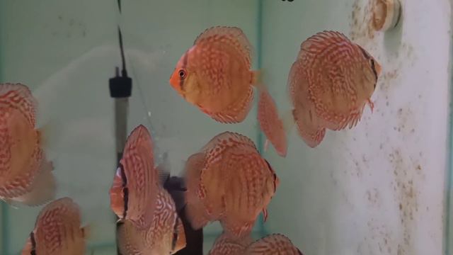 дискусы Одессы, мы не говорим мы делаем . смотреть онлайн