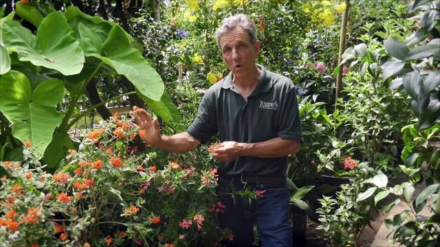 Bouvardia: The “Nearly Constant Bloomer” смотреть онлайн