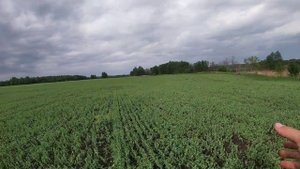 Гербицид МЦПА на горохе, различные нормы