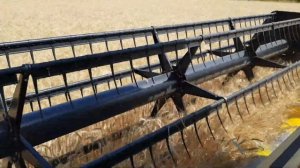 Пшеница с удобрениями и без них. Сравнение.