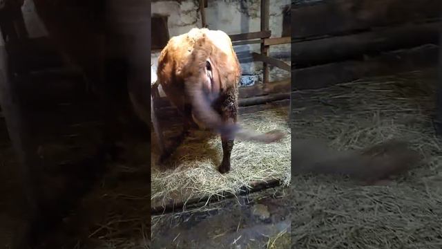 Отел коровы. от начала до конца. наконец дождалась я ее отела. (3) смотреть онлайн