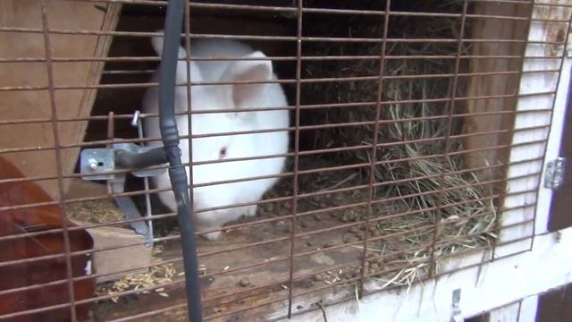 Наши кролики!!!жизнь в деревне!!Лучшие породы кроликов!!Белые кролики!!