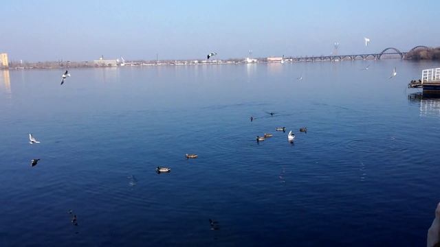 Водные птицы смотреть онлайн