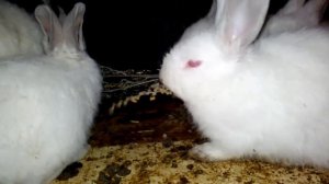 Полынь для кроликов. Разведение кроликов