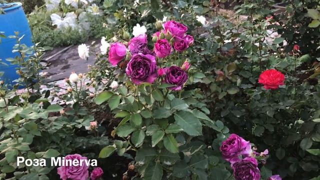 Розы. Сиреневые оттенки и не только.... Purple Lodge , Minerva, Claude Brasseur, Midsummer. смотреть онлайн