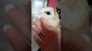 Сова сипуха .