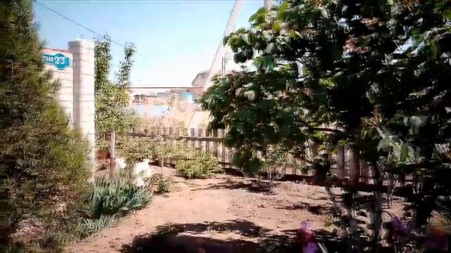 ЦВЕТУТ ИРИСЫ, ЖИМОЛОСТЬ, МОЙ ЛЮБИМЫЙ САД смотреть онлайн