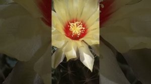 Hamatocactus bloom