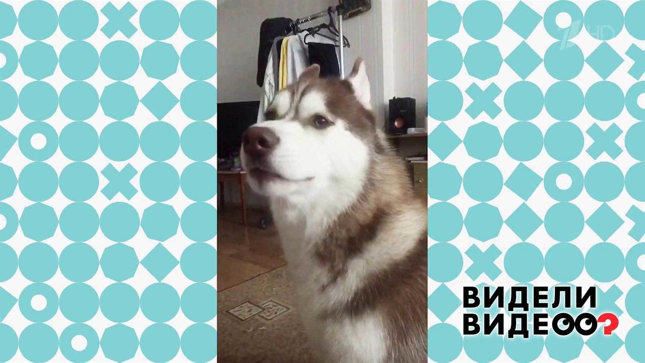 Собачьи зефир. Видели видео собака. Первый канал видели видео рон овчарка. Видели видео животные первый канал. Пес вытащил счастливый билет.