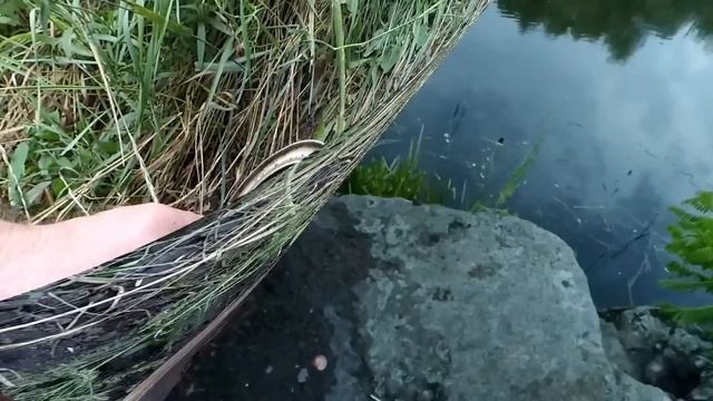 Лучшая насадка для ловли Сома. Catfish смотреть онлайн