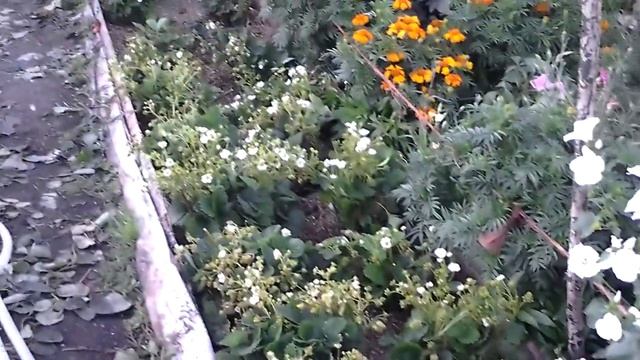 Наш огород на 7 августа 2015. Посадка клубники. смотреть онлайн